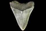 Fossil Megalodon Tooth - North Carolina #109538-2